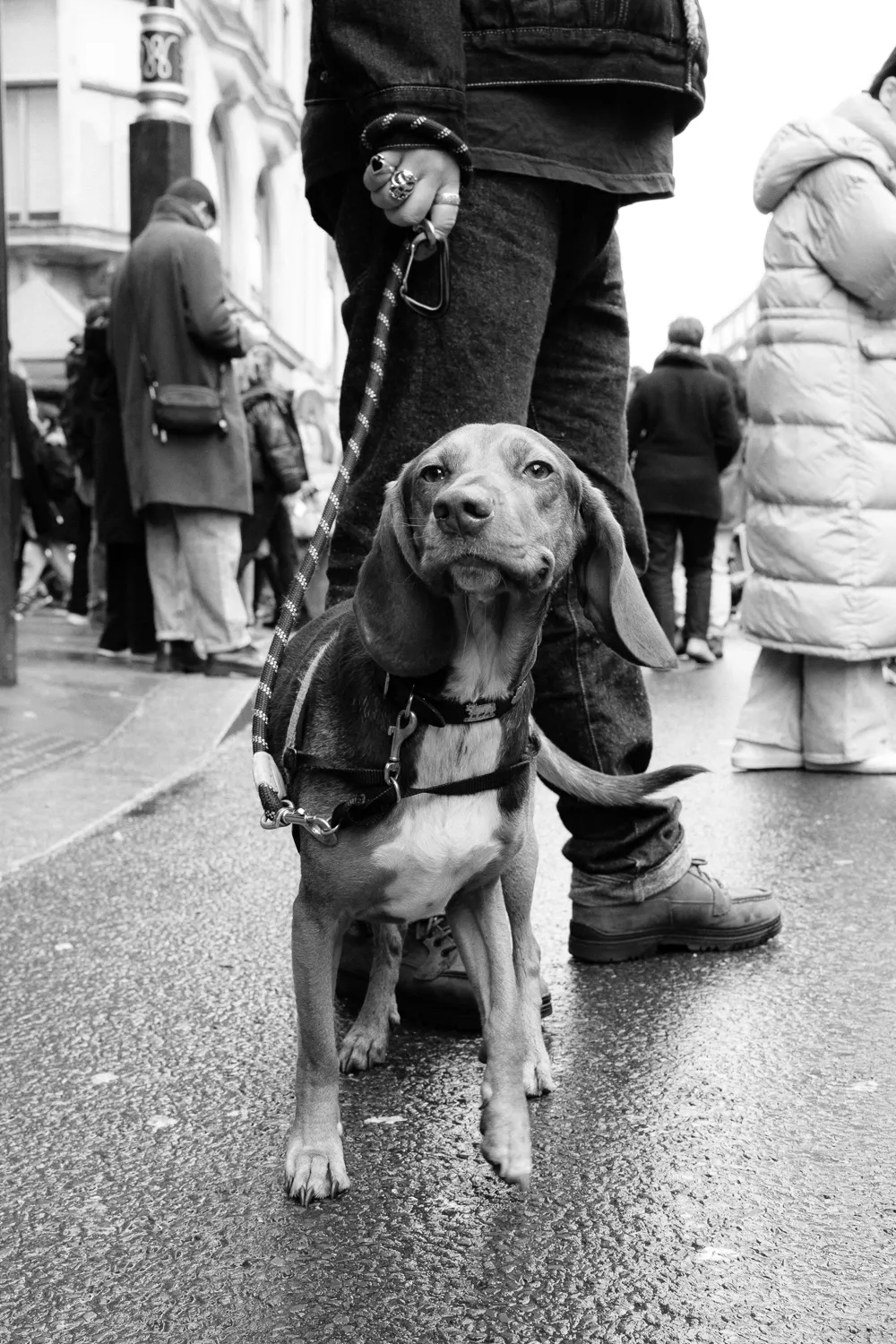 A dog in a crowd pulling a face at the camera