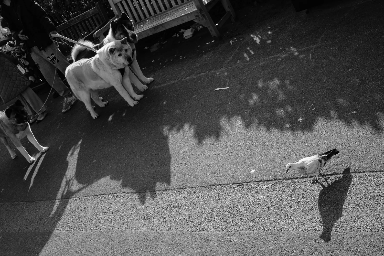 A group of dogs watching a pigeon