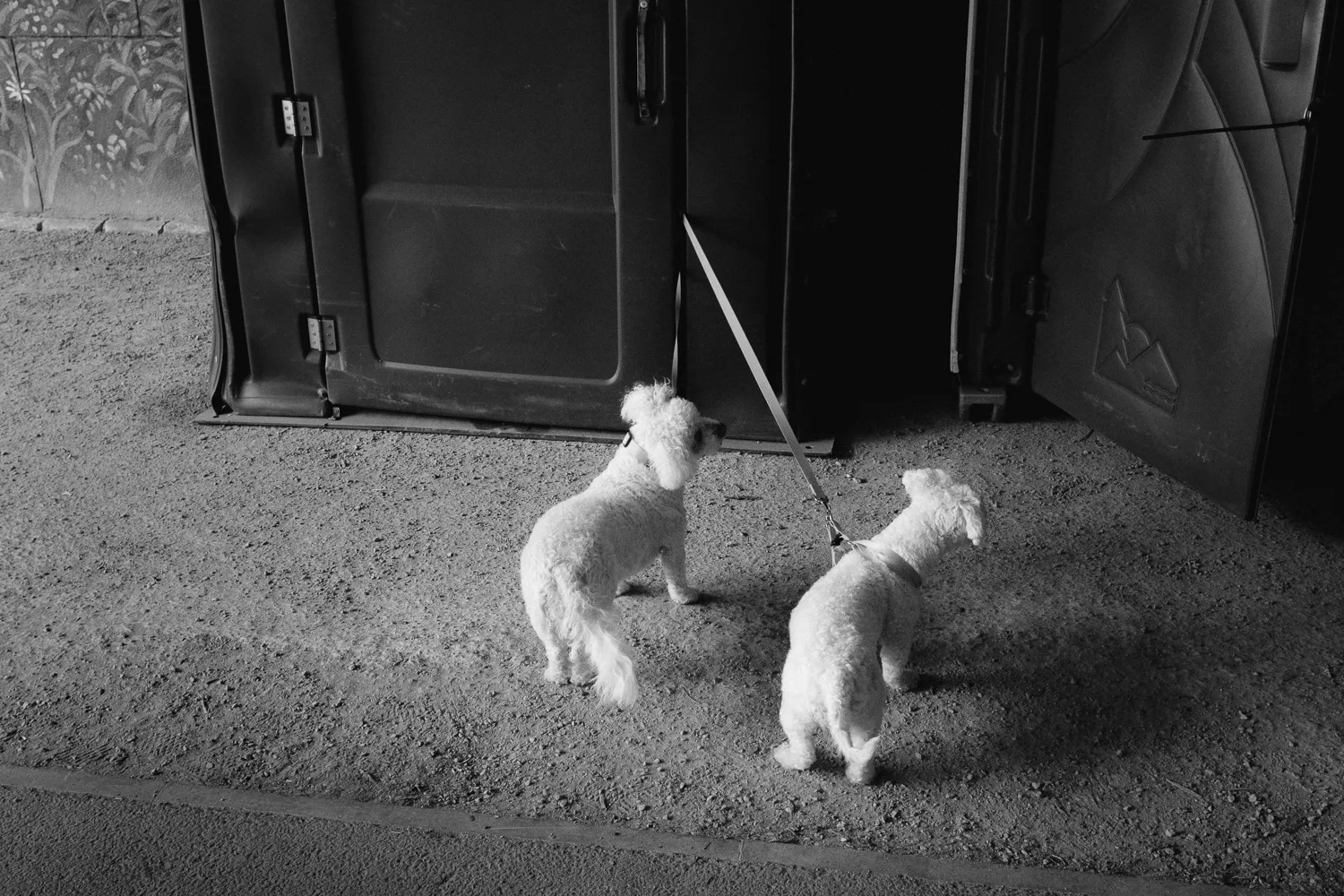 Two small dogs waiting outside a portaloo