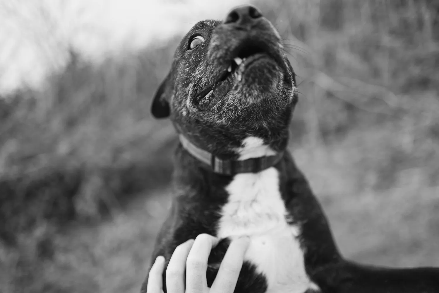 Close-up of Blue the staffy