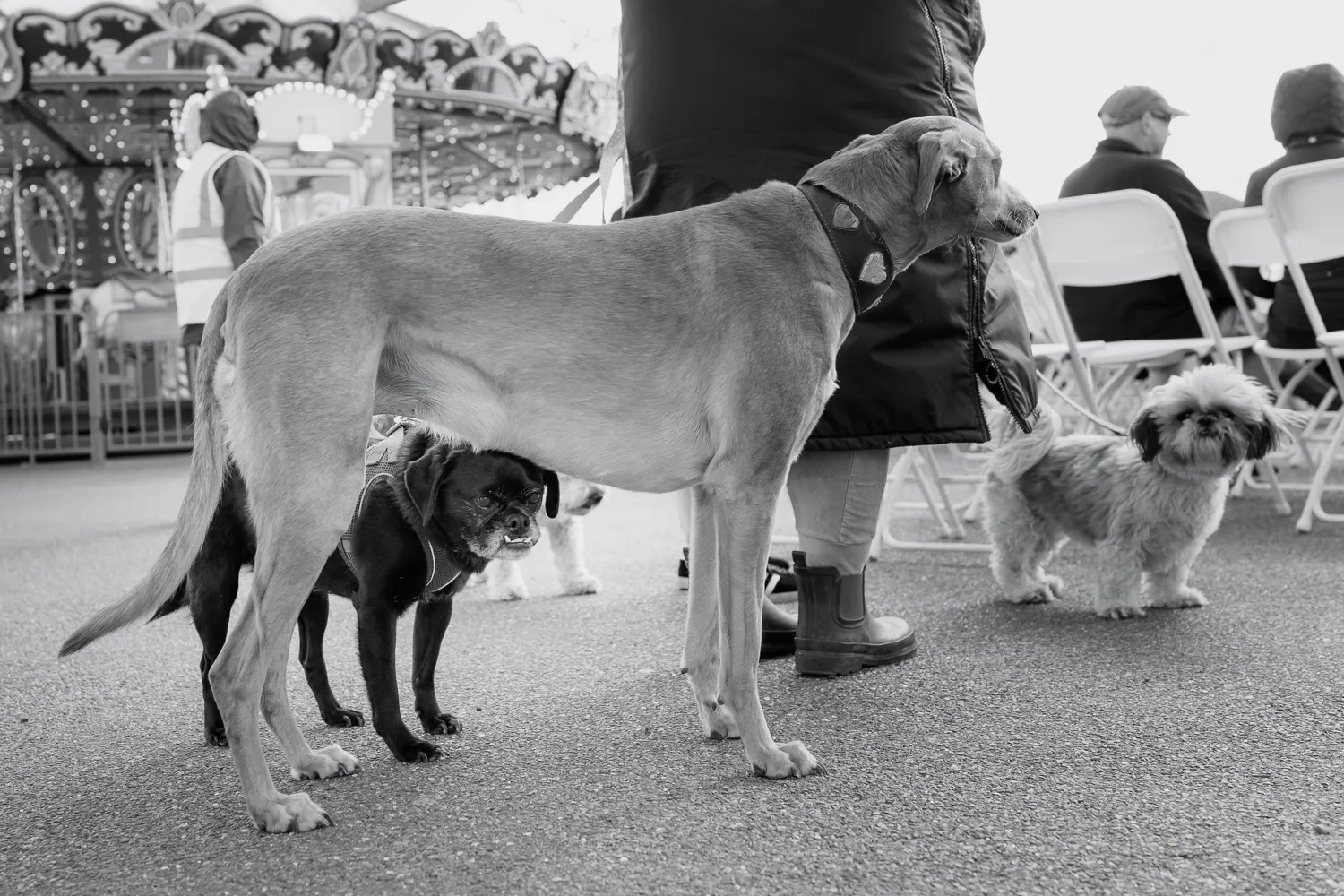 A dog framed by another dog