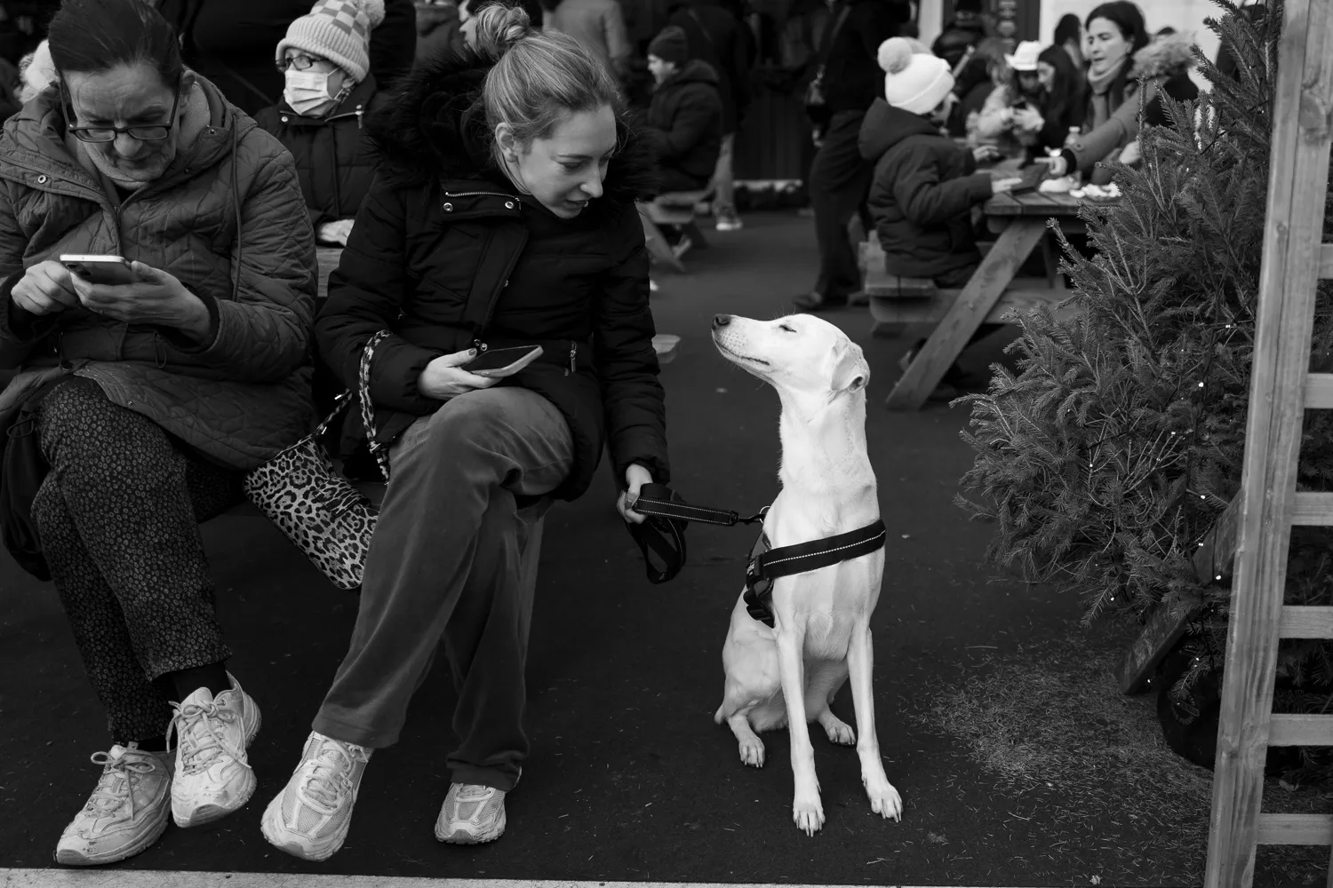 A dog grinning at its owner